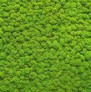 Islandmoos – feine, gleichmäßige Struktur