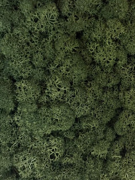 Waldmoos – dichte, teppichartige Oberfläche